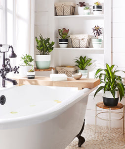 ZZ Plant - Ansel & Ivy. Farmhouse bathroom decor with potted plants and succulents