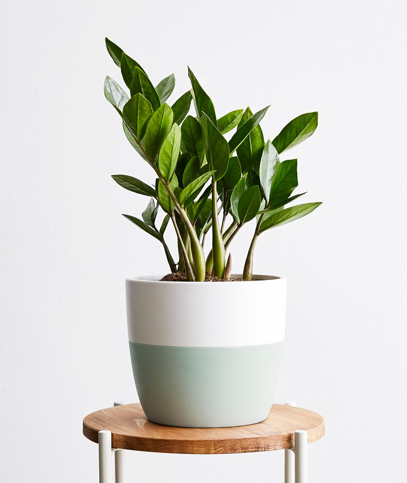 ZZ Plant | Ansel & Ivy - Premium Potted Plants, Delivered