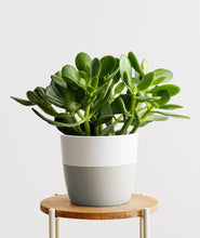 Load image into Gallery viewer, Crassula ovata Jade Succulent houseplant. Feng shui houseplant. Bring some positive energy to your home or office with this lucky plant. Shop online and choose from pet-friendly, air-purifying, and easy-to-grow houseplants anyone can enjoy. The perfect housewarming gift. 