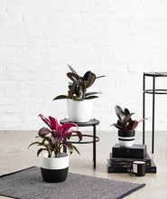 Load image into Gallery viewer, Midnight Beauties Set - Ansel & Ivy. The best potted plants to send as gifts for housewarmings, birthdays, and anniversaries. Shop online and choose from allergy-reducing, air-purifying, and easy-to-grow houseplants anyone can enjoy. Free shipping on orders $100+.