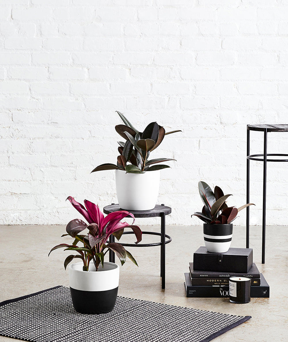 Midnight Beauties Set - Ansel & Ivy. The best potted plants to send as gifts for housewarmings, birthdays, and anniversaries. Shop online and choose from allergy-reducing, air-purifying, and easy-to-grow houseplants anyone can enjoy. Free shipping on orders $100+.