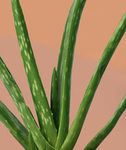 Load image into Gallery viewer, Mini Aloe Plant Kit