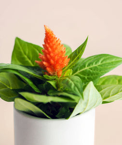 Mini Celosia