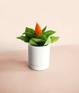 Mini Celosia