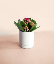 Load image into Gallery viewer, Mini Blooming Kalanchoe