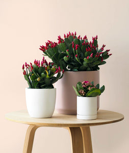 Mini Spring Cactus