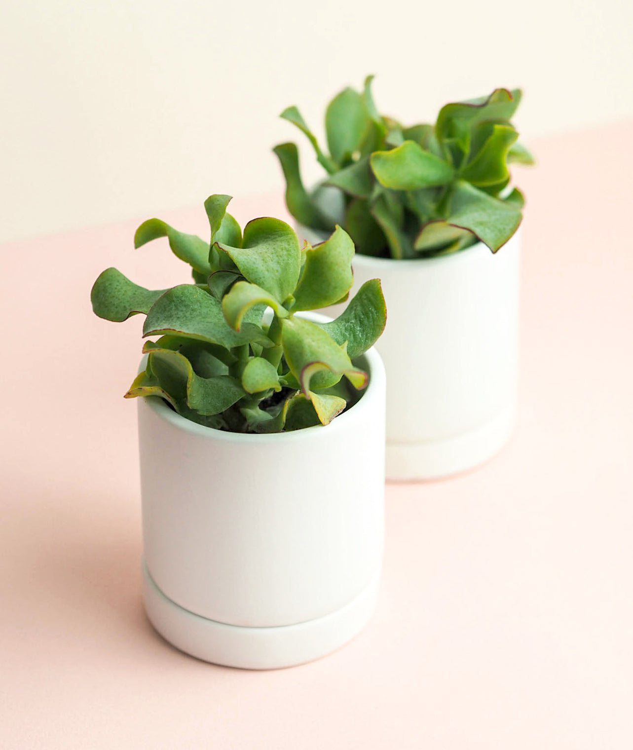 Mini Noe Pot Trio, White