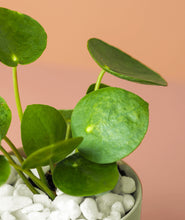 Load image into Gallery viewer, Mini Pilea Plant Kit