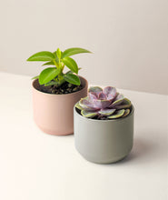 Load image into Gallery viewer, Mini Marina Pot Trio