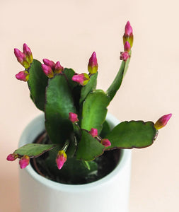 Mini Spring Cactus