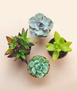 Mini Succulents, Set of 4