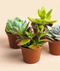 Mini Succulents, Set of 4