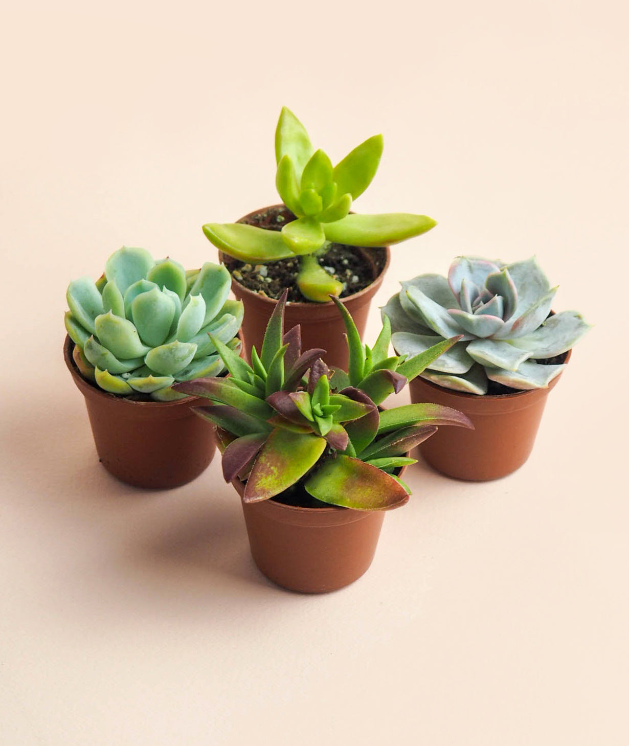 Mini Succulents, Set of 4