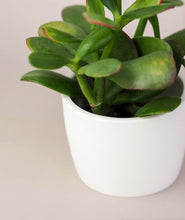 Load image into Gallery viewer, Mini Hayes Pot Trio, White