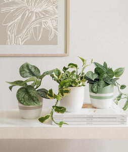 Satin Pothos