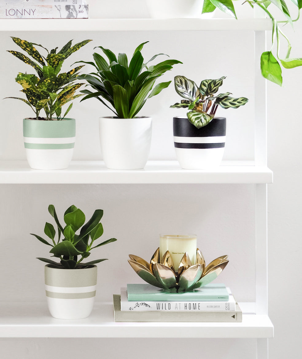 plant shelfie. colorful plants and pots