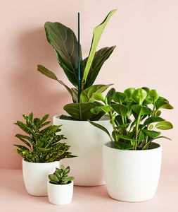 Medium White Pot - Ansel & Ivy