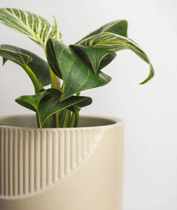Beige planter pot for indoor plants. Shop online and choose from easy-to-grow houseplants and premium plant care accessories. Free shipping on orders $100+. 