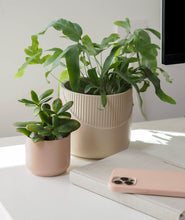 Load image into Gallery viewer, Beige planter pot for indoor plants. Shop online and choose from easy-to-grow houseplants and premium plant care accessories. Free shipping on orders $100+. 