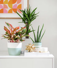 Load image into Gallery viewer, Summer home decor with potted plants. Colorful home.