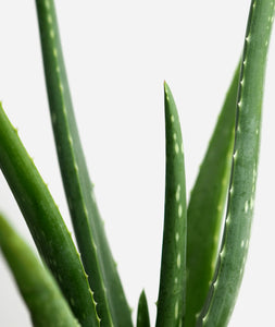 Aloe.