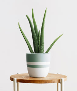 Meet the Aloe Vera succulent houseplant. One of the best house plants for beginners. Shop online and choose from easy-to-grow houseplants anyone can enjoy. Free shipping on orders $100+. 