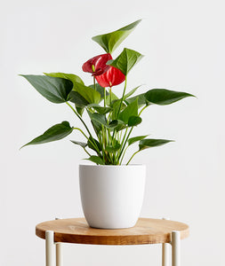 Red Anthurium - Ansel & Ivy