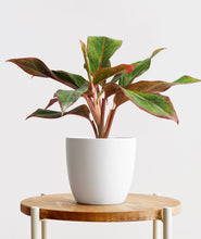 Load image into Gallery viewer, Aurora Aglaonema houseplant with pink leaves. Shop online and choose from low light, air-purifying, and easy-to-grow indoor plants anyone can enjoy. Free shipping on orders $100+.