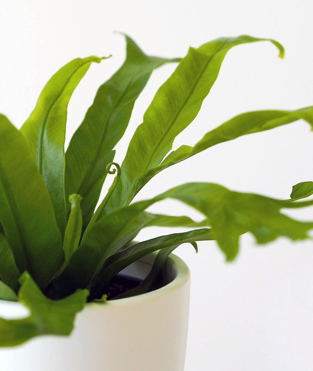 Bird's Nest Fern