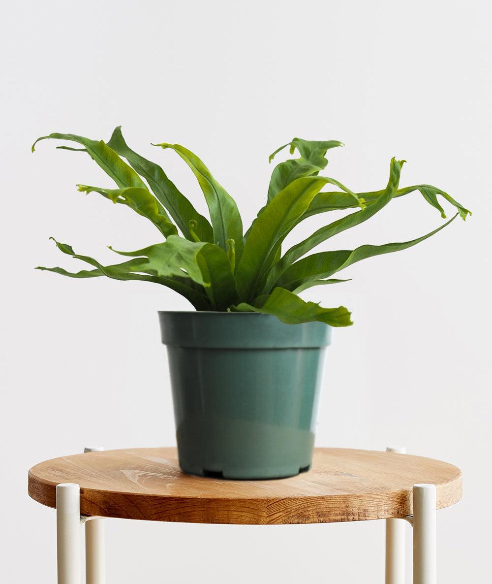 Bird's Nest Fern