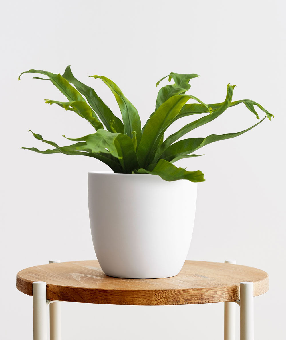 Bird's Nest Fern