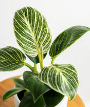 Load image into Gallery viewer, Birkin Philodendron houseplant with striped leaves. Shop online and choose from low-light, air-purifying, and easy-to-grow indoor plants anyone can enjoy. Free shipping on orders $100+.