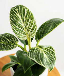 Birkin Philodendron houseplant with striped leaves. Shop online and choose from low-light, air-purifying, and easy-to-grow indoor plants anyone can enjoy. Free shipping on orders $100+.