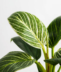 Birkin Philodendron houseplant with striped leaves. Shop online and choose from low-light, air-purifying, and easy-to-grow indoor plants anyone can enjoy. Free shipping on orders $100+.