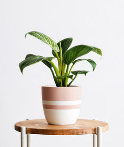 Birkin Philodendron