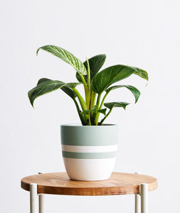 Birkin Philodendron houseplant with striped leaves. Shop online and choose from low-light, air-purifying, and easy-to-grow indoor plants anyone can enjoy. Free shipping on orders $100+.