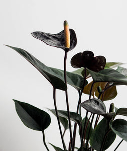 Black Love Anthurium.