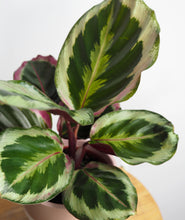 Load image into Gallery viewer, Calathea Medallion plant with purple leaves. Calathea houseplants are safe for cats and not toxic to dogs. Shop online and choose from pet-friendly, air-purifying, and easy-to-grow houseplants anyone can enjoy. Free shipping on orders $100+.