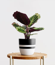 Load image into Gallery viewer, Calathea Medallion plant with purple leaves. Calathea houseplants are safe for cats and not toxic to dogs. Shop online and choose from pet-friendly, air-purifying, and easy-to-grow houseplants anyone can enjoy. Free shipping on orders $100+.