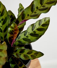 Load image into Gallery viewer, Rattlesnake Calathea, calathea lancifolia with ruffled purple leaves. Calathea houseplants are safe for cats and not toxic to dogs. Shop online and choose from pet-friendly, air-purifying, and easy-to-grow houseplants anyone can enjoy. Free shipping on orders $100+.