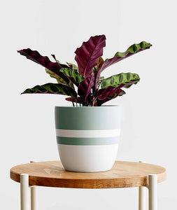 Rattlesnake Calathea - Ansel & Ivy