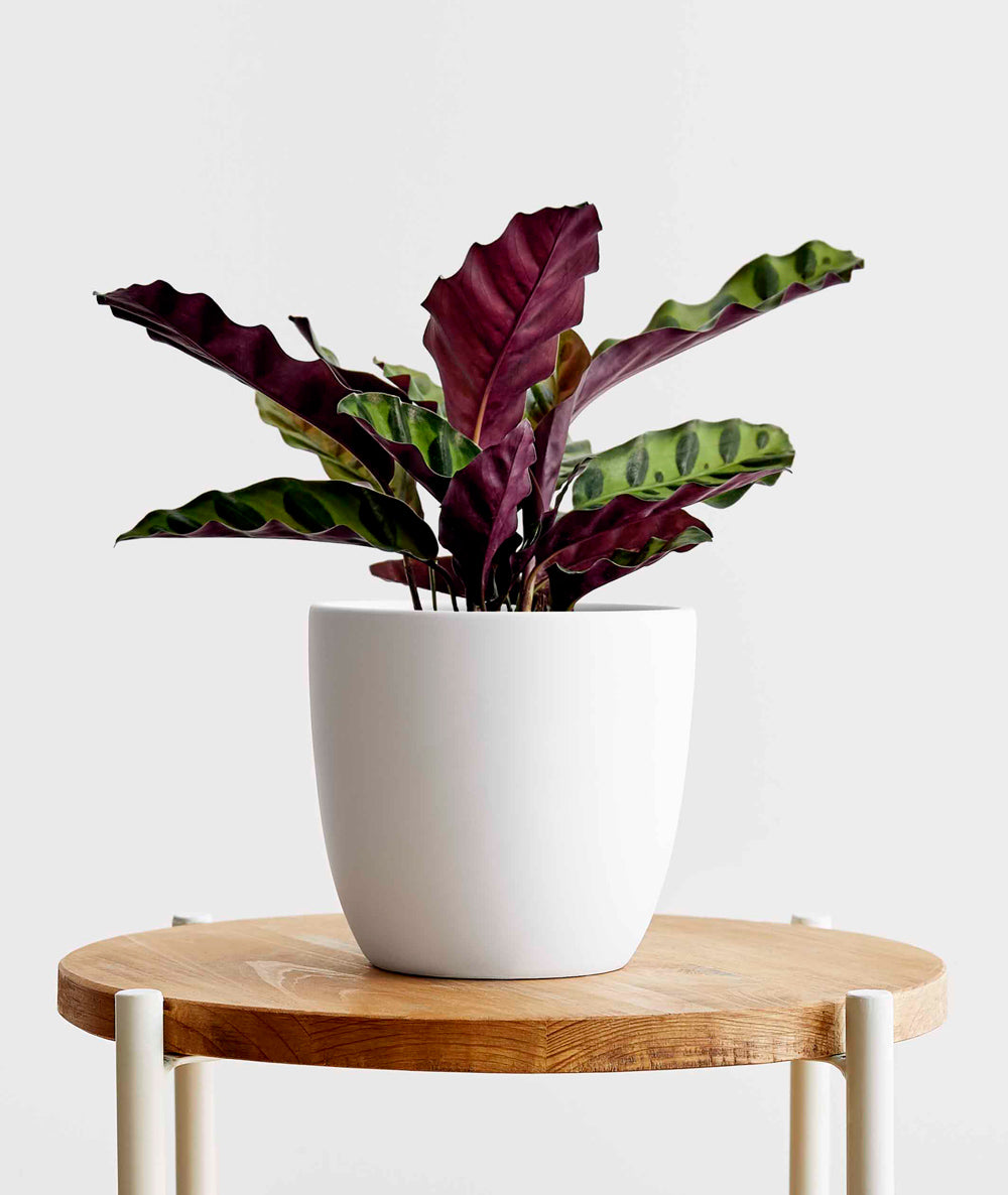 Rattlesnake Calathea - Ansel & Ivy