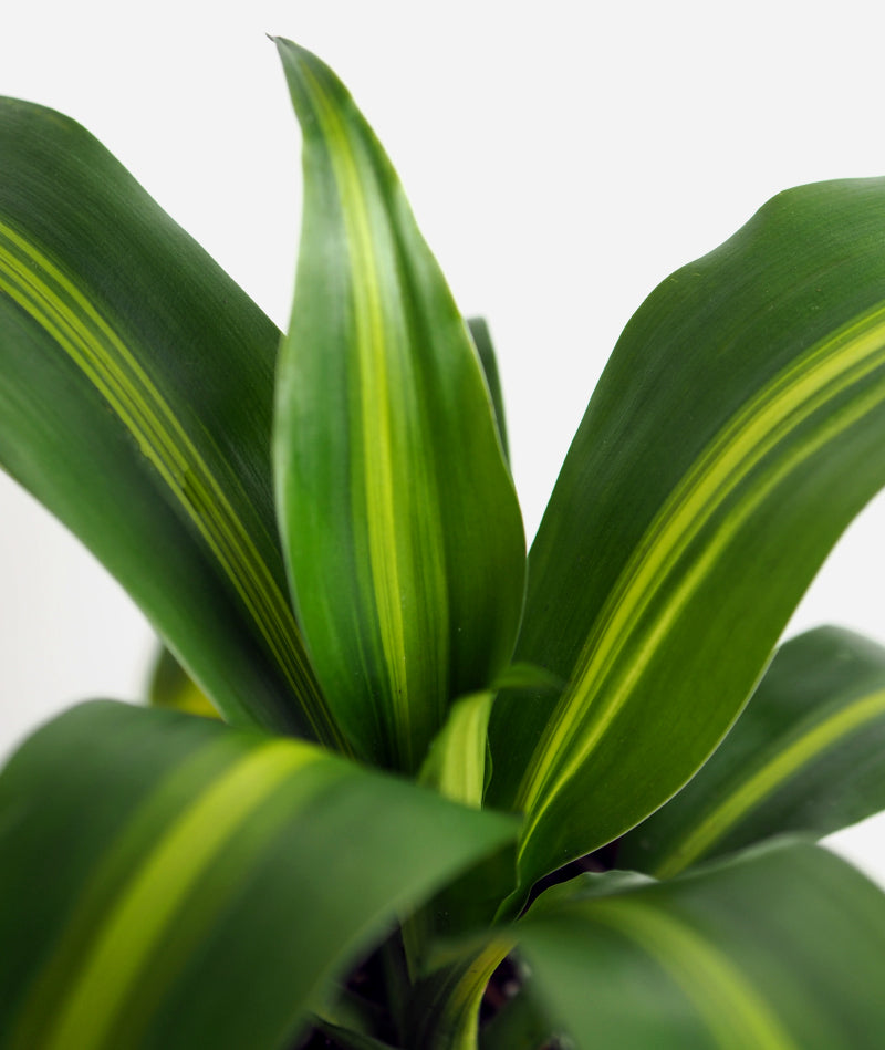 Cornstalk Dracaena