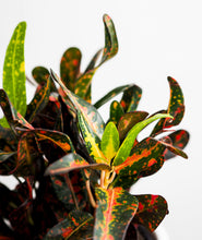 Load image into Gallery viewer, Colorful Crotons Set.
