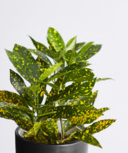 Load image into Gallery viewer, Croton Gold Dust.