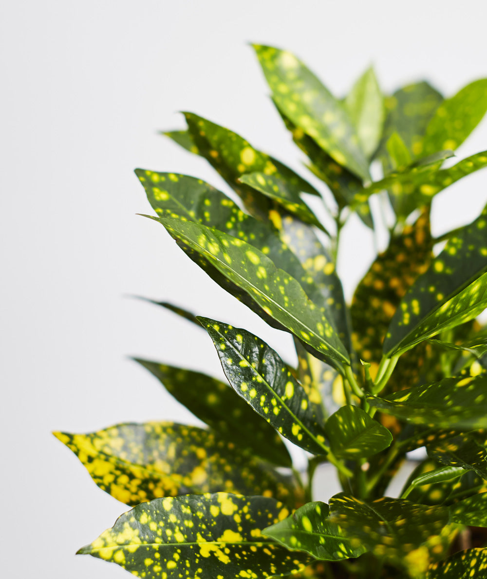 Croton Gold Dust