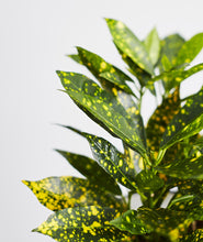 Load image into Gallery viewer, Croton Gold Dust.