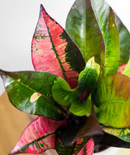 Load image into Gallery viewer, Croton Magnificent.