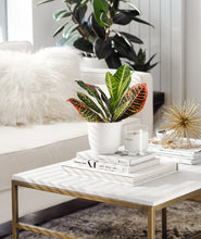 Load image into Gallery viewer, Croton Petra plant on marble coffee table with gold accents. glam coffee table decor