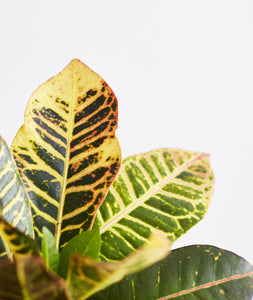 Colorful Crotons Set.